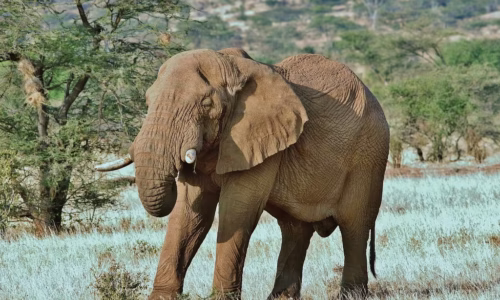 Samburu National Reserve