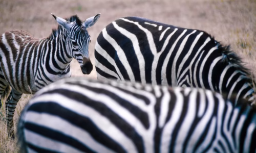 Serengeti National Park