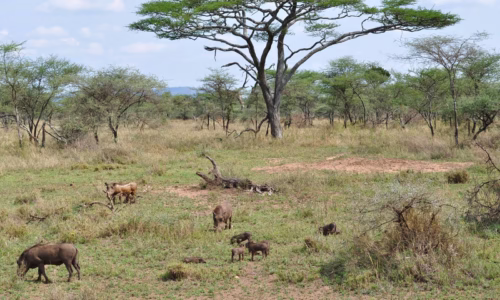 Serengeti Safari