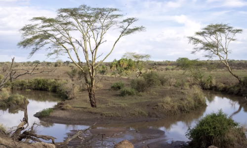 Serengeti (Seronera