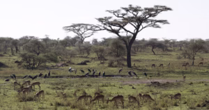 From Serengeti to Zanzibar: Tanzania Unreal Beauty From Serengeti to Zanzibar: Tanzania Unreal Beauty