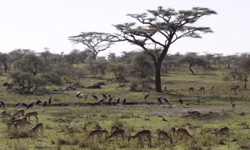 Serengeti (Seronera6