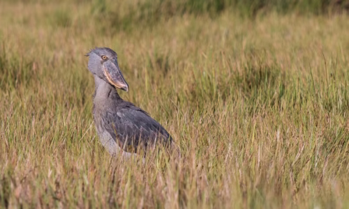 Shoebill