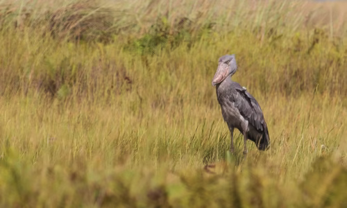 Shoebill