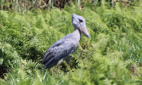 Shoebill Stork