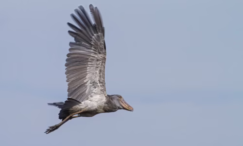 Shoebill2