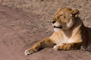 Female Lion Names: The Ultimate Guide to Powerful Female Lion Names: The Ultimate Guide to Powerful, Unique