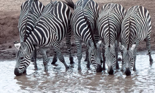 Tsavo West National Park2