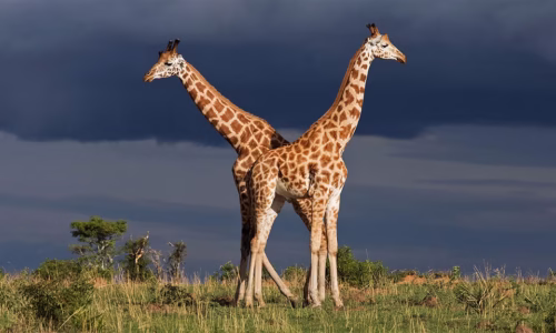 Uganda Murchison44