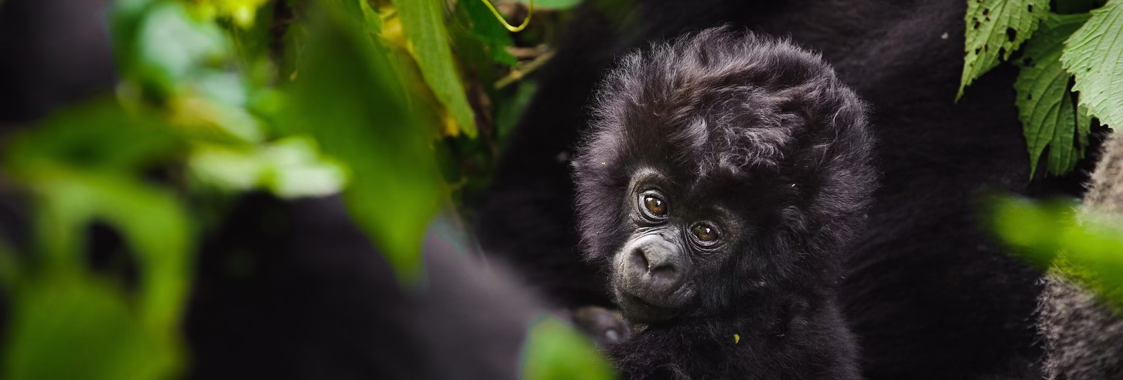 Virunga Mountains