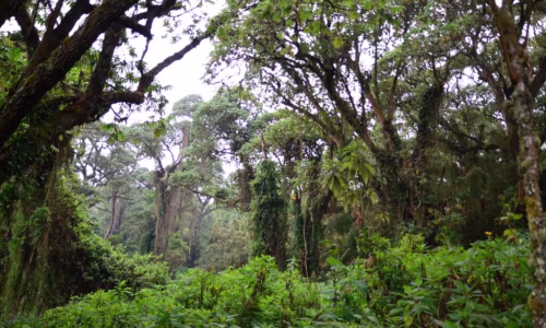 Virunga National Park2