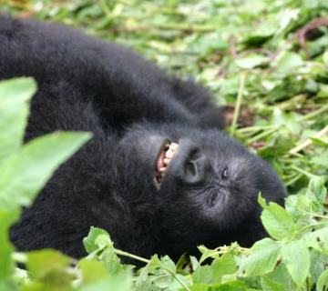 Last Minute Gorilla Permits Rwanda: How to Secure