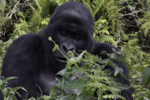 Last Minute Gorilla Permits Rwanda: How to Secure