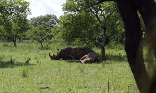 Ziwa Rhino Sanctuary