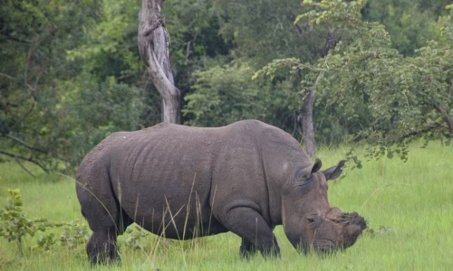 Ziwa Rhino Sanctuary