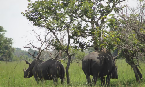 Ziwa Rhino Sanctuary2