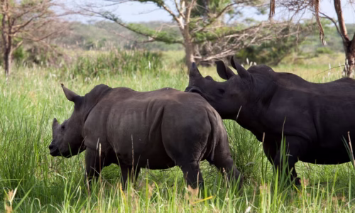 Ziwa for Rhino Tracking.