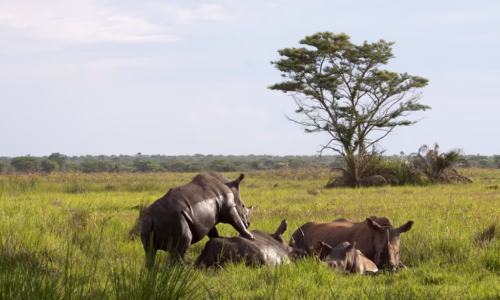 Ziwa for Rhino Tracking.2