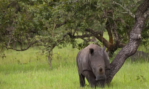 Ziwa rhino sanctuary2