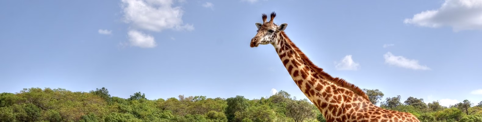 Tanzania Safaris