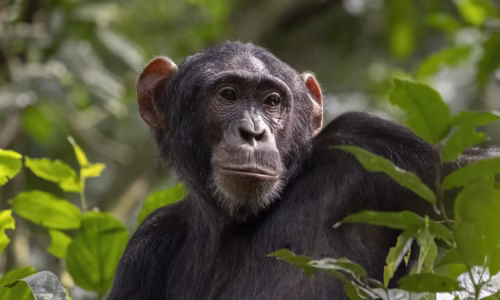 chimp