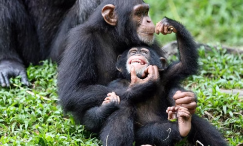 chimpanzee trekking