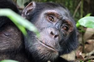 East Africa Chimpanzee Safari Packages: The Ultimate Guide