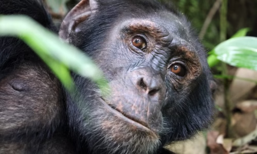 chimpanzees