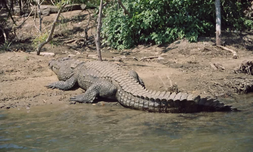 crocodiles