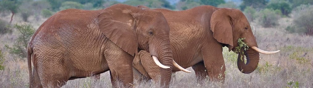 Kenya Safaris