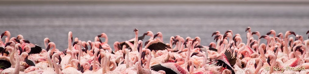 Kenya Safaris