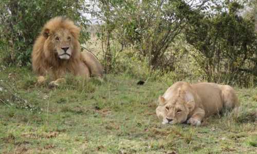 lion tracking
