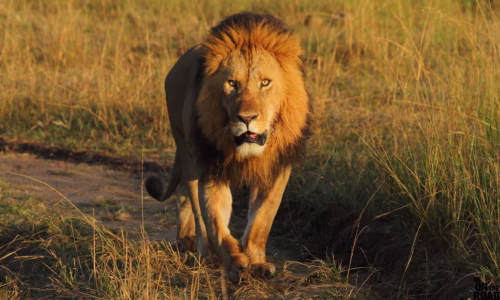 lion tracking