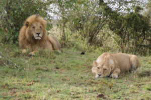 All-Inclusive Big Five Safari Packages: The Ultimate 2026