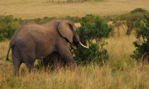 masai mara elephant