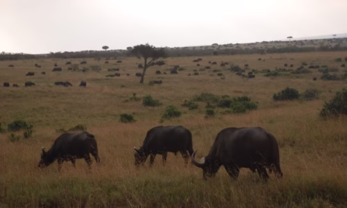 masai mara88