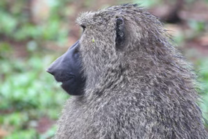 Best National Parks to See Monkeys in Africa: