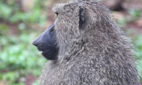 rwanda8