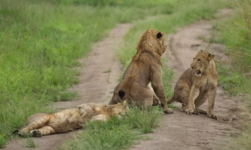 tree-climbing lions,