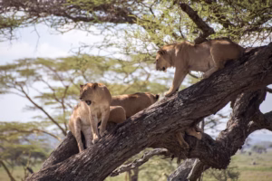 Queen Elizabeth National Park Private Safaris: The Ultimate Queen Elizabeth National Park Private Safaris: The Ultimate
