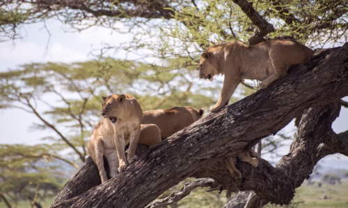 tree-climbing lions