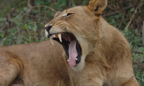 tree-climbing lions in wildlife