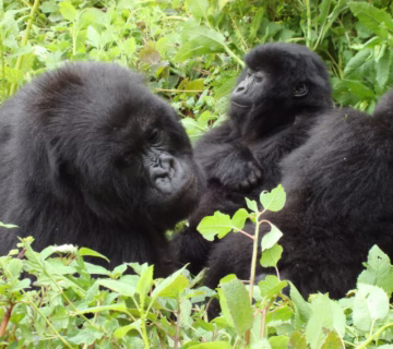 4 Hour Gorilla Habituation Experience: Why Spending Four