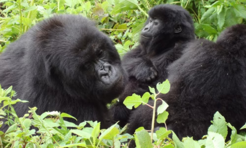 trek gorillas
