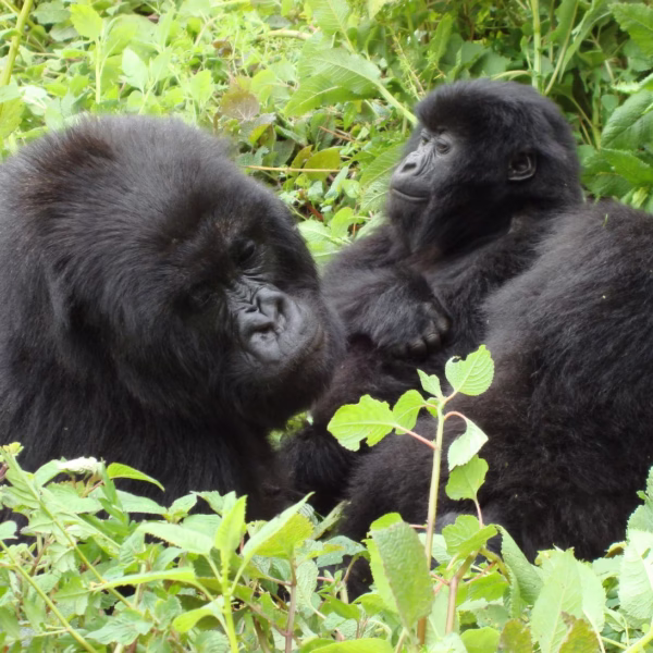 gorilla trekking 4 Hour Gorilla Habituation Experience: Why Spending Four