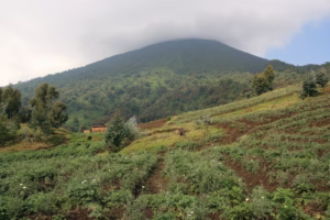 Volcanoes National Park Gorilla Trekking Cost: Complete 2026 Volcanoes National Park Gorilla Trekking Cost: Complete 2026