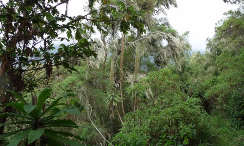 volcanoes national park rwanda2