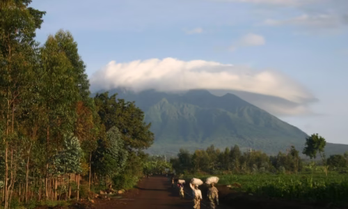volcanoes national park rwanda3