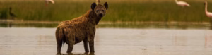 The Deadly Secrets Behind Hyena Hunting: