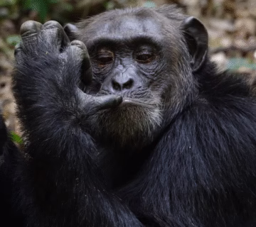 Reasons You Need to See Gorillas in Uganda